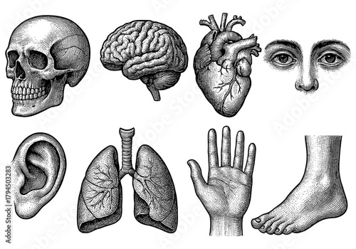 Anatomy diagram featuring hand drawn vintage human organs and body parts