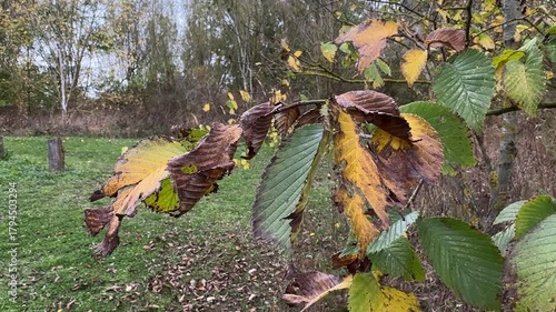 Large autumn leaves turning yellow and brown, swaying gently in the wind
