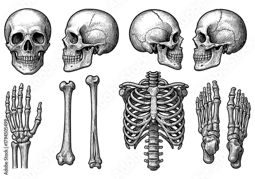 Detailed human skeleton anatomy drawing with skull, bones, and ribcage in vintage style