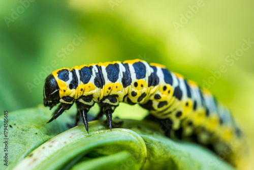caterpillar of the cabbage butterfly. colorful detailed macro photograph of an insect in the wild. close-up. space for text. screensaver. bokeh