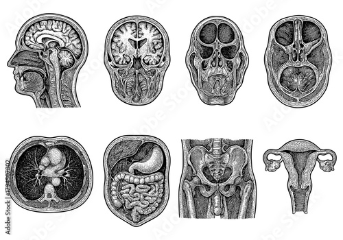 Detailed medical anatomy sketches of human brain, skull, and organs in vintage style