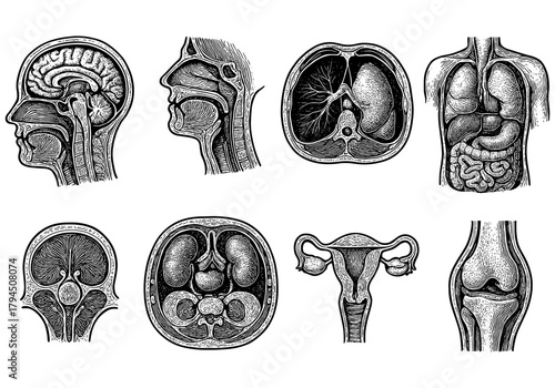 Detailed anatomy sketches of human organs and systems in cross-section