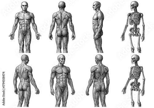 Anatomical male muscular and skeletal system detailed engraving set