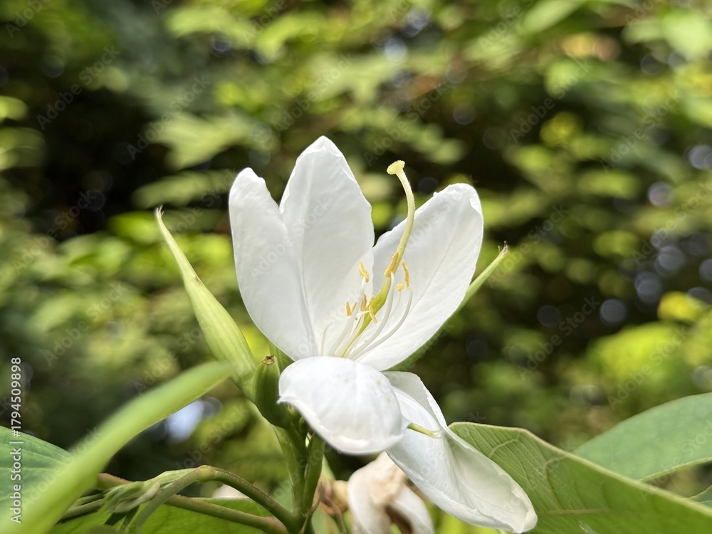 Obraz premium Pure white orchid tree flower shines brightly against a blurred, lush green background, a serene sight