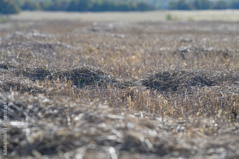 Obraz premium Golden Field with Sunlit Stubbles After the Recent Harvest Season is Truly Beautiful