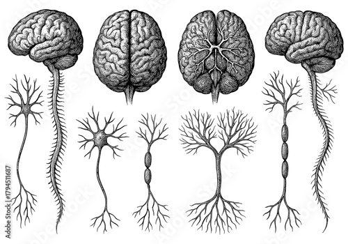 Detailed vintage style brain and neuron sketches for educational and scientific use