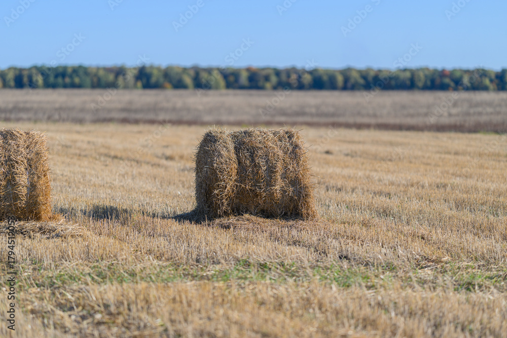 Obraz premium Golden Fields adorned with Hay Bales stretching beneath a Clear Blue Sky, stunning beauty