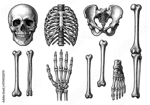 Detailed vintage anatomy diagram featuring human skeleton bones in black and white