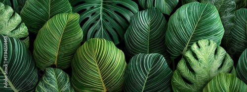 Wallpaper Mural Lush Green Tropical Leaves Background with Varied Textures and Shades for Natural Designs Torontodigital.ca