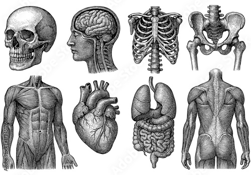 Intricate medical anatomy diagrams featuring human skeleton, brain, organs, and muscles
