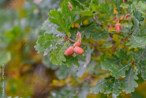 Konstfotografi A detailed closeup view of Oak Leaves and Acorns adorned with glistening Dew Dro
