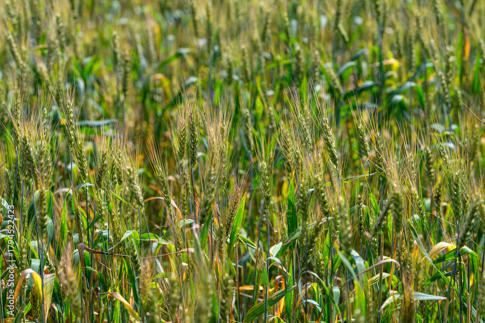 Obraz premium A Lush Green Field Abundant with Millet Grains Bathed in Beautiful Natural Light