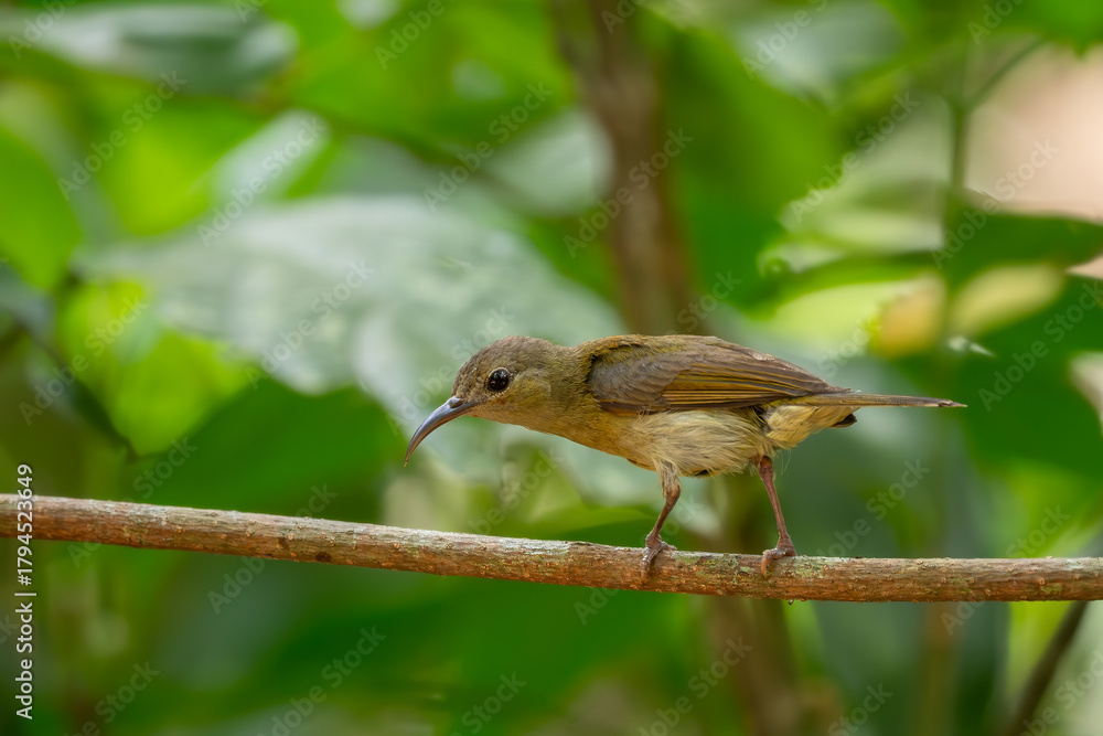 Naklejka premium Crimson Sunbird - Aethopyga siparaja, female of beautiful small perching bird native to bushes and gardens of Southeast Asia, Vietnam.