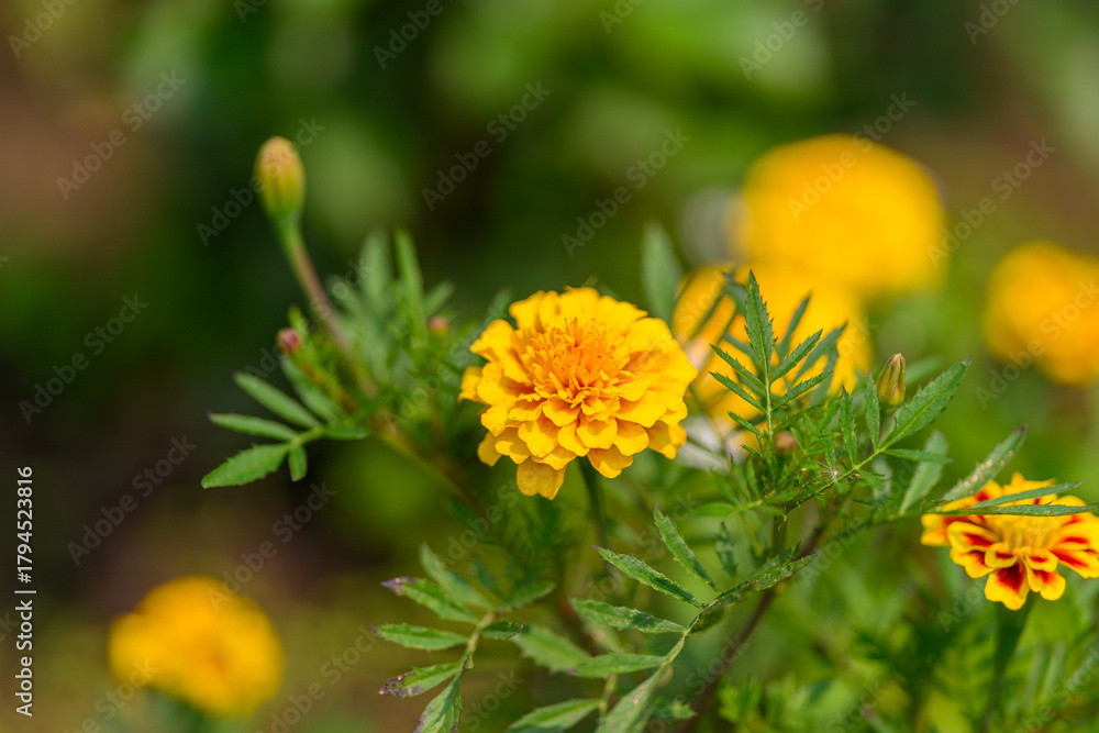 Fototapeta premium The Beautiful and Vibrant Marigold Flowers Are in Full Bloom for All to Enjoy and Admire