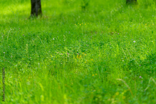 Wallpaper Mural Enjoy the lush green grass and beautiful nature that promote relaxation and calmness Torontodigital.ca