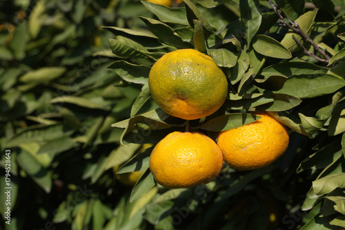 Close-up of ripe tangerines...