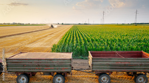 Aerial view on trailers and tractor loaded with grain, harvest ripe cereal