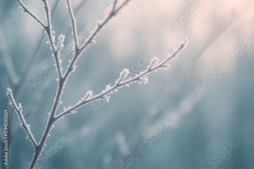 서리 덮인 가지들