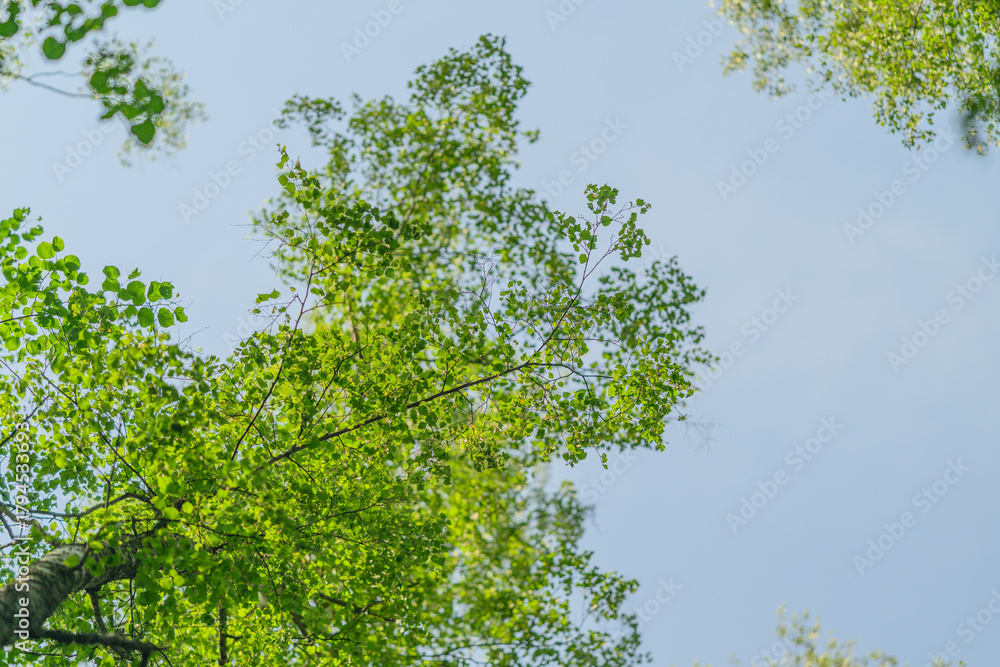 Obraz premium A Lush Green Tree Canopy Spreads Out Beautifully Under a Clear Blue Sky Above Us