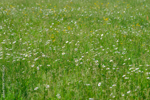 Wallpaper Mural A Vibrant Field of Meadow Flowers in Full Bloom, Creating a Colorful Landscape to Explore Torontodigital.ca