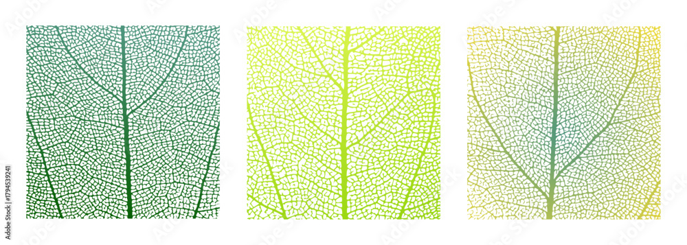 Fototapeta premium Leaf vein cell skeleton texture abstract background set with close up plant leaf cells structure pattern vector illustration. Macro leaf vein skeleton organic lattice natural foliage texture.