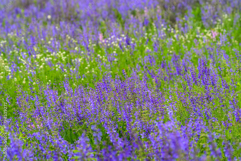 Naklejka premium A Vibrant Field of Purple Flowers Surrounded by Lush Greenery and Natural Beauty