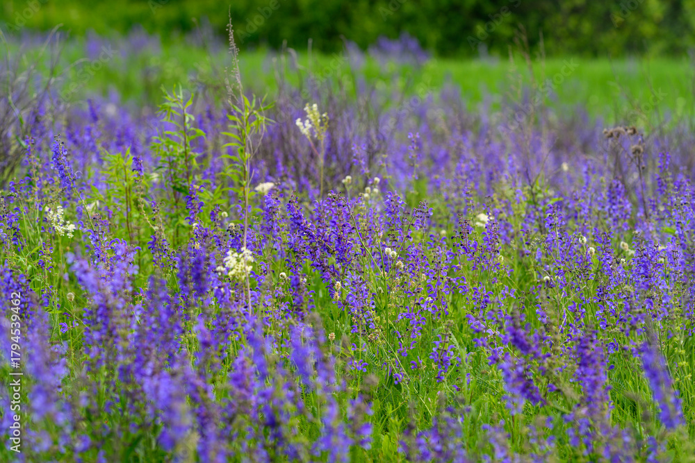 Fototapeta premium A Beautiful Purple Wildflower Field Blooms, Radiating Vibrant Color and Life in Nature
