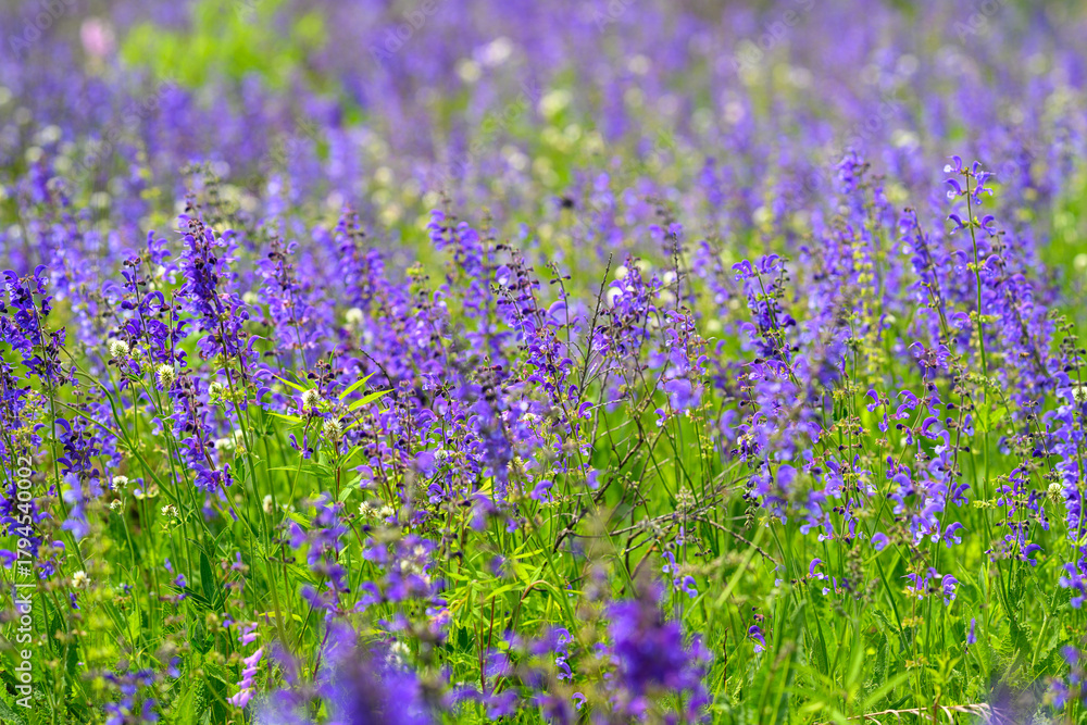 Naklejka premium A Vibrant and Colorful Field of Beautiful Purple Wildflowers Blooms Magnificently