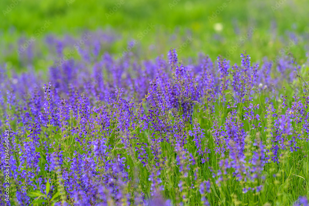 Naklejka premium The Lavender Field is currently in Full Bloom and Flourishing Beautifully on this Sunny Day