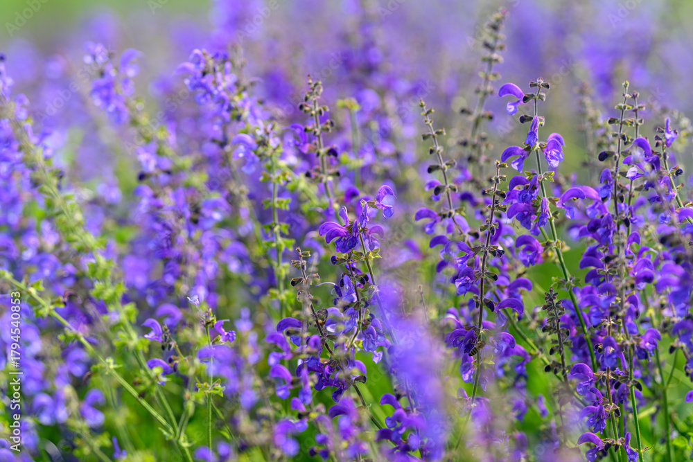 Obraz premium The Beautiful and Striking Purple Wildflowers are in Full Bloom, Showcasing their Charm