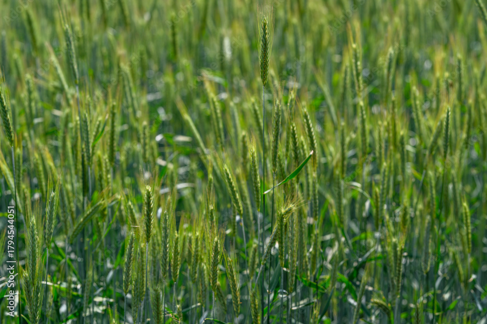 Obraz premium Lush and Vibrant Green Wheat Field Soon to be Ready for Harvesting and Gathering