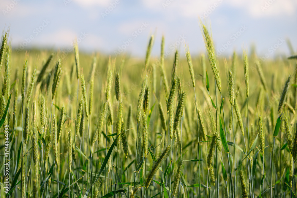 Naklejka premium In a picturesque landscape, a lush green field of grain stretches out beneath a bright blue sky