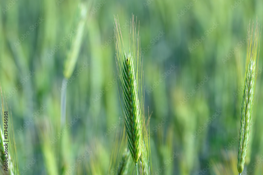 Obraz premium A Vibrant Green Grain Field Bathed in Beautiful Natural Light, Showcasing Its Splendor