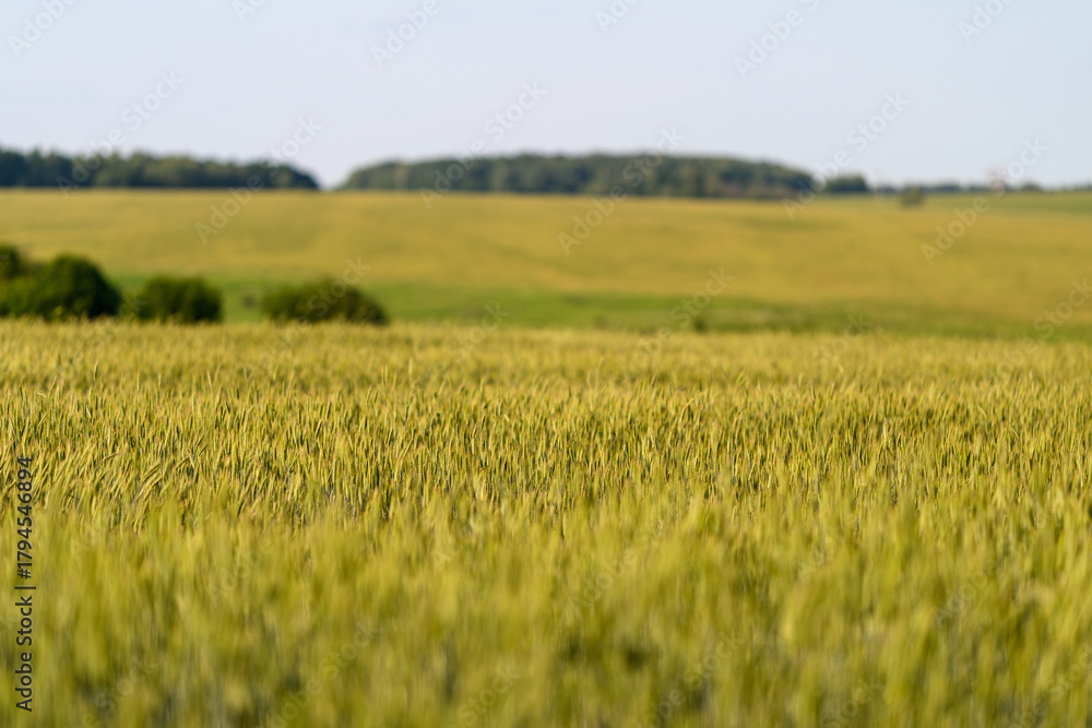 Obraz premium A Stunningly Vibrant Golden Wheat Field Spanning Out Under a Clear Blue Sky Above