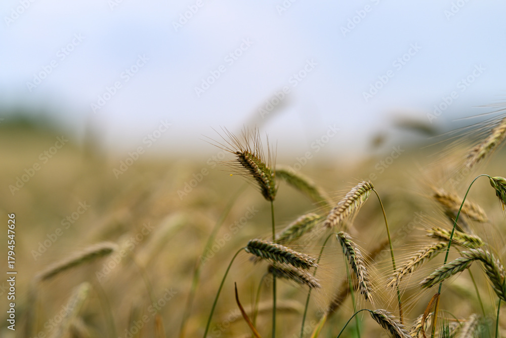 Obraz premium Golden Fields of Grain Stretching Out as Far as the Eye Can See, Against a Soft and Dreamy Sky Above