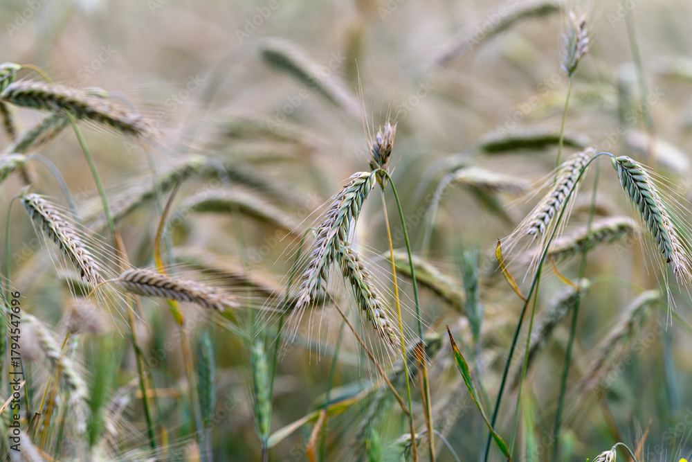 Obraz premium Gentle Waves of Wheat Swaying in a Beautiful Golden Field Under the Clear Blue Sky