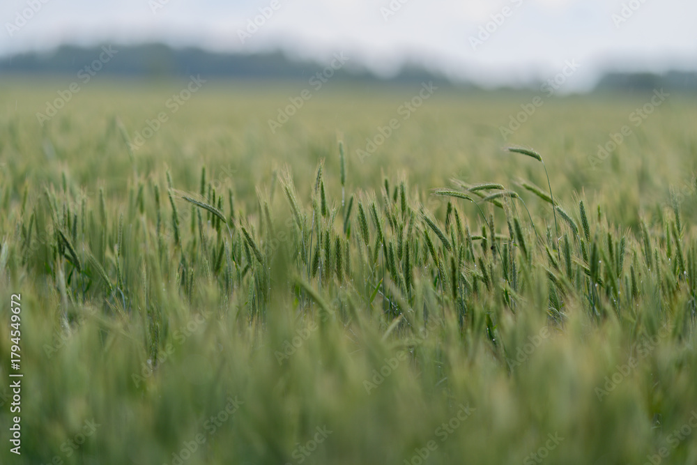 Obraz premium A Beautiful and Lush Green Field of Ripening Wheat Spreading Under a Clear Blue Sky