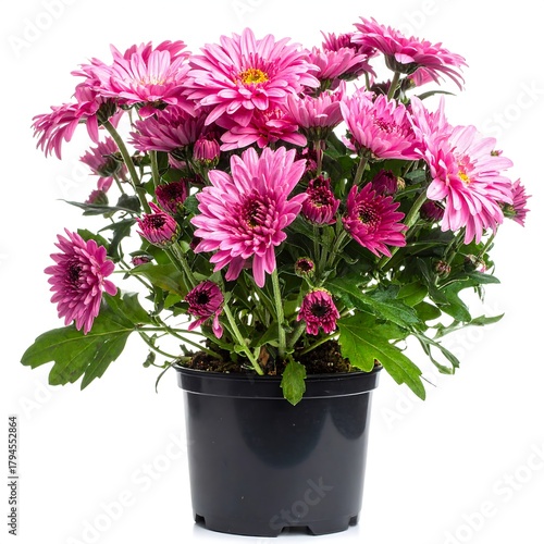 Wallpaper Mural A vibrant cluster of pink chrysanthemum flowers in full bloom. The potted plant is set against a clean white background Torontodigital.ca