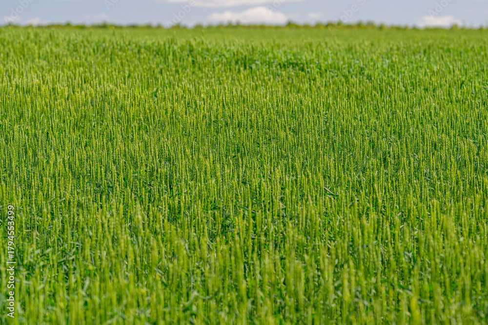 Obraz premium A Vibrant Green Wheat Field Expanding Beautifully Across the Landscape Beneath a Clear Sky