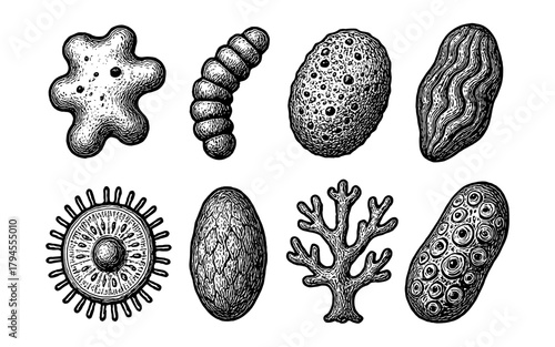 Hand-drawn microscopic organisms set with detailed textures and unique shapes