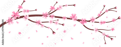 Spring cherry blossom branch with falling petals