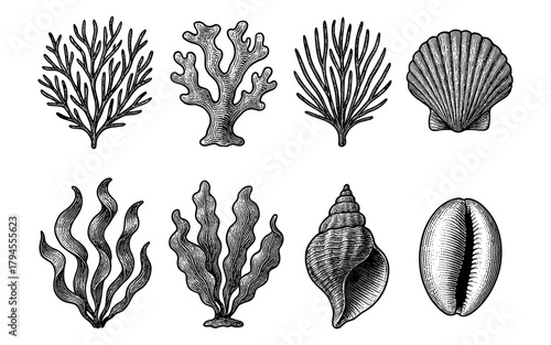 Intricate black and white seashell and seaweed engravings for nautical designs