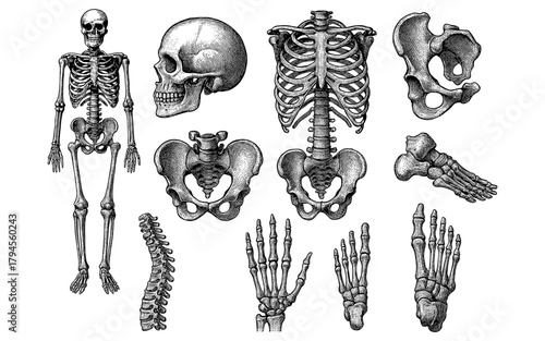 Detailed anatomy of human skeleton with skull, ribs, spine, and limbs