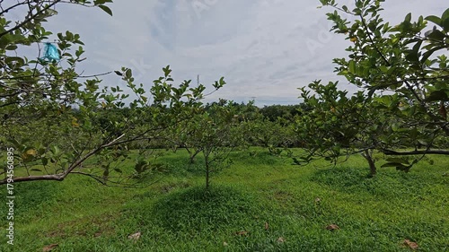 A wide and expansive guava orchard is shown with many trees planted in large numbers. The guava trees are spaced to ensure healthy, producing delicious, quality fruit for commercial sale.