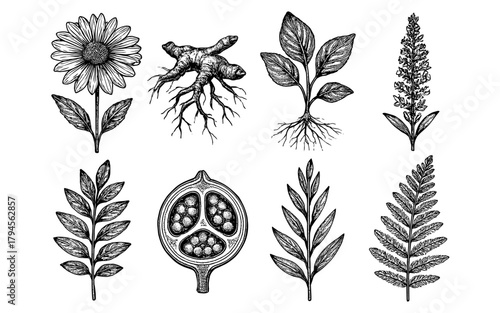 Hand-drawn botanical collection with herbs and leaves in vintage style