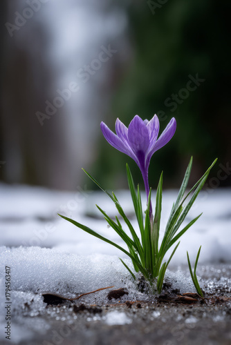  First Crocus Flower Blooming Through the Snow in Spring
