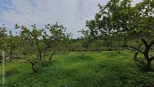 A wide and expansive guava orchard is shown with many trees planted in large numbers. The guava trees are spaced to ensure healthy, producing delicious, quality fruit for commercial sale.