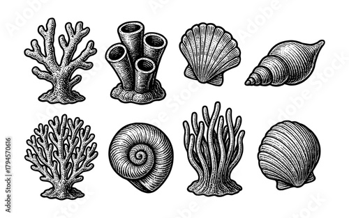 Hand drawn sea shells and coral collection in vintage style