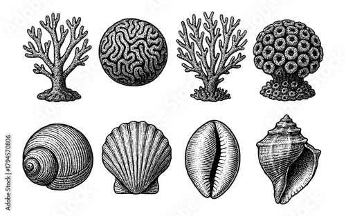 Intricate engraved seashell and coral collection for elegant marine design