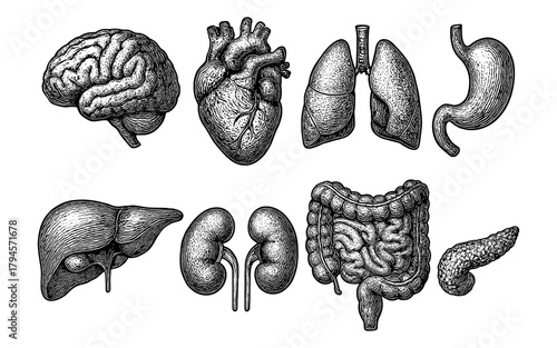 Hand-drawn anatomical organs set featuring heart, brain, and lungs